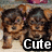 Animated sequence of four puppies with brown and black fur, each in a different pose against a light background.