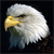 Animals icons for AIM, MSN, MySpace and Yahoo
