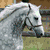 A static image of a white horse with flowing mane in profile view, set against blurred background.
