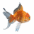 A pixelated goldfish with orange and gray fins swims left against a white background, while the right side shows red floral patterns on dark fabric.