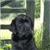 A pixelated static image shows a dark-furred dog with a black bow tie against a blurred green and white background.