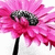 A pixelated pink flower with a black stem and dark center, rendered in low-resolution digital art style.