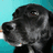 A pixelated dog head on a teal background next to text promoting animal advocacy and a MySpace link.
