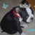 A four- with a dog, text, and symbols on colored backgrounds