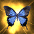 Blue butterfly with dark wing edges on a golden background, displayed in a with four