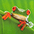 Pixelated frog on green leaf with red text reading 'Oh, Hi. it's you! Um.... I Has Question. Wanna play leap-frog?' against bright green background.