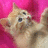 A pixelated kitten lies on a pink background with text "JUST" above and "TOO CUTE" below on a blue field.