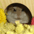 Animated sequence of a hamster in yellow clothing with dark hair, transitioning from side view to front view against a light background.