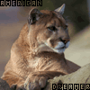 A static image of a light brown cougar resting on a rock with text overlays in blue and red pixelated letters.
