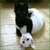 A static pixelated image of a black and white animal with pink accents, positioned against a light brown background.