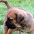 A dog with a black face and tan body stands on grass, its head lowered as if sniffing. Below, a cyan displays pink text reading "NEED IT, SOOOO CUTE!!!"