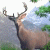 A pixelated contact sheet showing two frames of an animated deer icon with a green text logo on the right side.