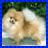 A pixelated dog with light brown and white fur sits against a blurred green background, while the right side shows a static pattern of pink and blue geometric shapes on black.