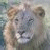 Pixelated static image of a lion's face with muted tones and visible dithering, appearing as a low-resolution icon.