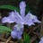 A pixelated image of a light purple iris flower with green leaves on a brownish background, next to blue text explaining its meaning.