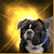 Pixelated dog with dark brown and white fur, blue collar, golden starburst background, and subtle head movement across frames.