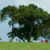 Pixelated static image of a large green tree with dense foliage against a light blue sky, with small red and green shapes on a grassy foreground.
