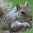 A pixelated squirrel image with red text stating 'I'm NUTS!!! ... because I'm a squirrel!' on green and gray backgrounds