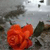 A static image of a red rose with green leaves against a blurred background of gray and white tones.