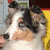 A dog with black, white, and brown fur sits in front of a yellow background. The right side displays blue text reading "i <3 my LUCY!!" followed by multiple pink heart symbols.