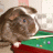 Brown rabbit with long ears sits on green and red surface, facing right with dark eye visible.