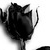 Black-and-white rose bud with leaves on a white background, showing partial bloom and stem details.