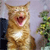 Animals icons for AIM, MSN, MySpace and Yahoo