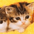 A tabby kitten with brown and black stripes on its head, white face, and pink nose appears in four against a yellow background