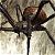 A pixelated static image of a dark-colored insect with segmented body parts and multiple legs against a light, blurred background.