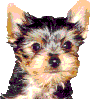 Four identical small dog head images arranged in a with varying mouth expressions on a gray background