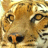 A pixelated close-up of a tiger's face showing eyes, nose, and mouth with orange-brown fur and black stripes against a light background.