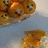 Pixelated image of cookies on a plate with spilled crumbs, overlaid text reading "Oh no!" and "Were Next !" in pixel font.
