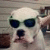 A pixelated dog head wearing dark sunglasses with a neutral expression against a blurred background.