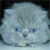 Animals icons for AIM, MSN, MySpace and Yahoo