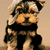 Pixelated dog with brown and black fur wearing a black shirt, standing against beige background with overlaid text.