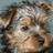 Pixelated dog face on left, bright cyan background with pink text reading 'my pup my dog fred' and other phrases.
