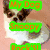 A dog with brown and white fur appears in four , each displaying different text overlays on colored backgrounds