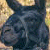 six shows a dog image and text variations with black/orange color changes