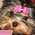 Four static views of a dog with varying accessories and backgrounds, each featuring text overlays.