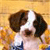 Pixelated close-up of a dog's face with brown and white fur, dark eyes, and a light brown background.