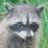 A pixelated raccoon face on the left side of a split composition, with a bright blue square containing text 'I Love Surfers' on the right.