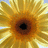Pixelated sunflower with yellow and orange petals radiating from a dark brown center, set against a light blue background.