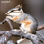 Animated contact sheet showing a chipmunk on a branch with
