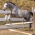 Pixelated static image of a horse in mid-jump over a white fence, set against a brown textured background.