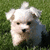 A white dog with floppy ears and a black nose sits on green grass, its head slightly tilted.