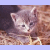 A pixelated kitten in hay with text overlays reading 'who', 'doesn't', 'LOVE', and 'kittens' or 'kittens?' across six