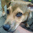 A pixelated close-up of a light brown dog's face with dark eyes and nose, showing subtle animation changes in the ears.
