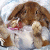 A pixelated contact sheet showing two frames of an animated rabbit icon with green text branding on the right side.