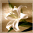 A static pixelated image of a white flower with green leaves against a brown background, showing visible compression artifacts.