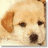 A static image of a light brown dog with dark eyes and nose, positioned against a textured gray background.
